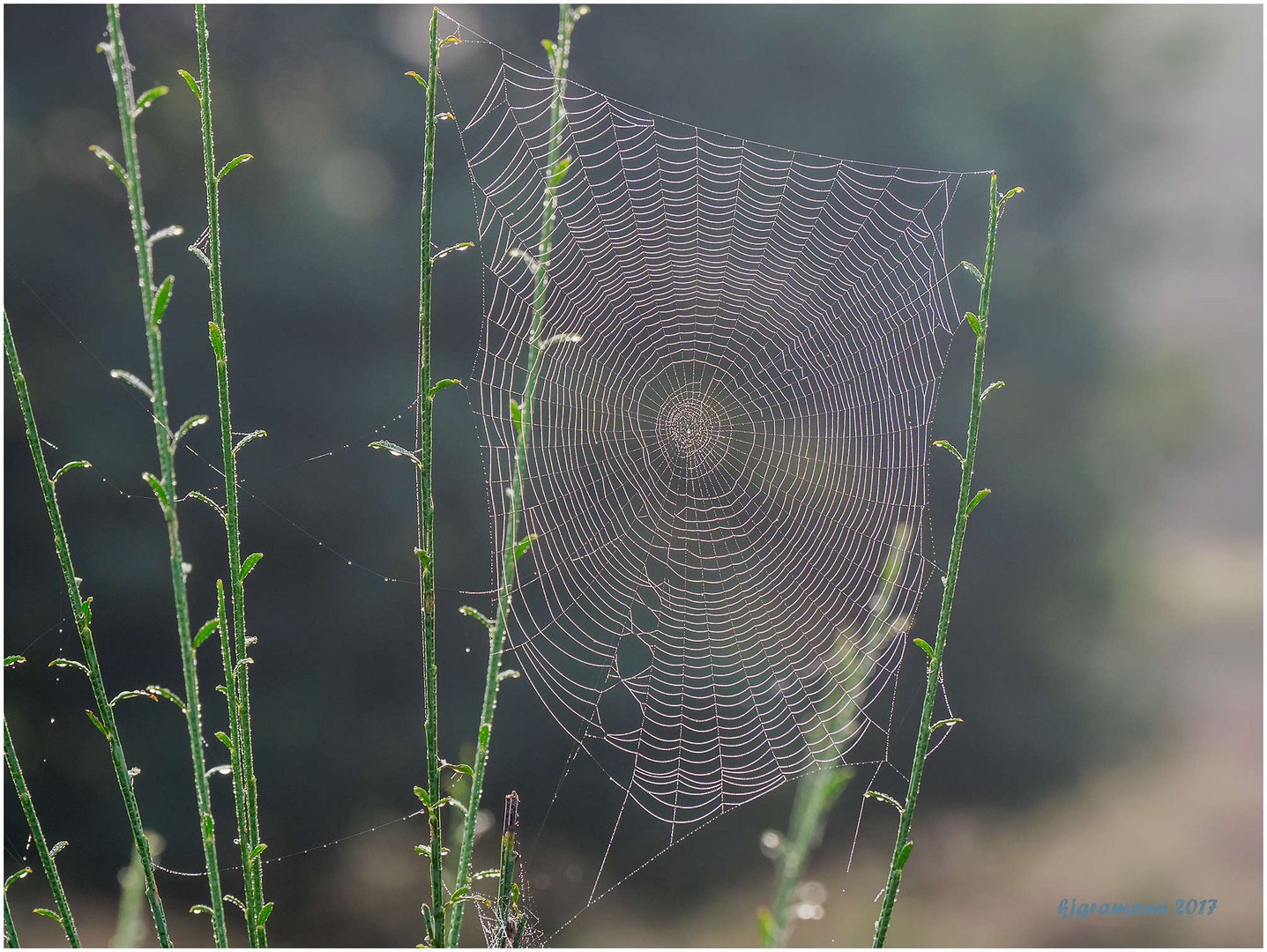 herbstnebel.....