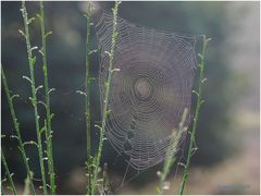 herbstnebel.....