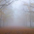 Herbstnebel