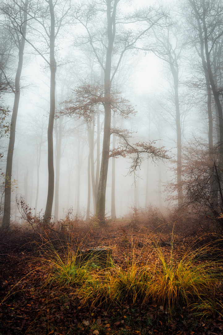 Herbstnebel