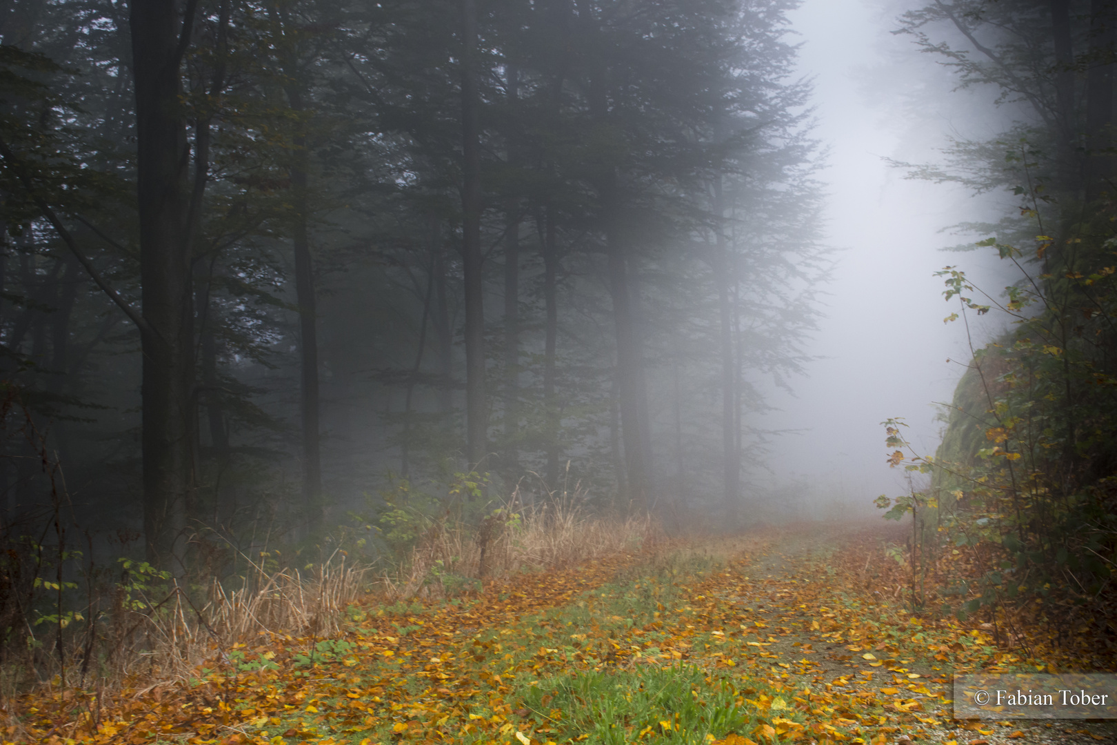 Herbstnebel