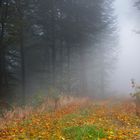 Herbstnebel