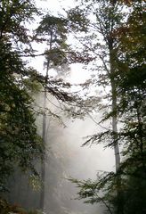 Herbstnebel