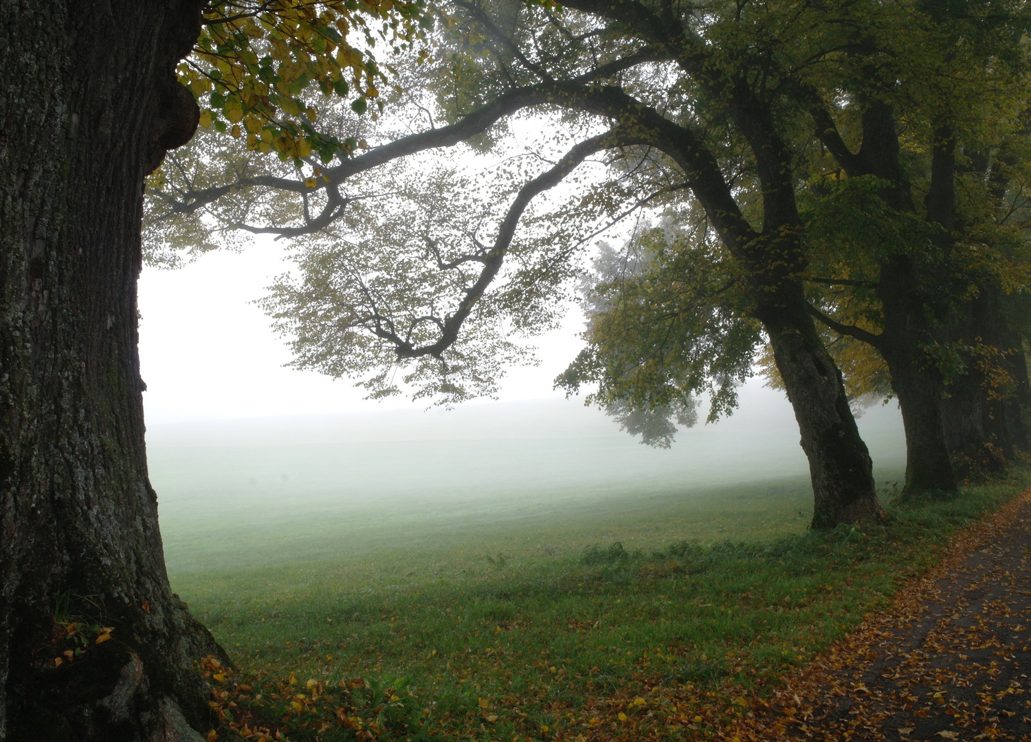 Herbstnebel