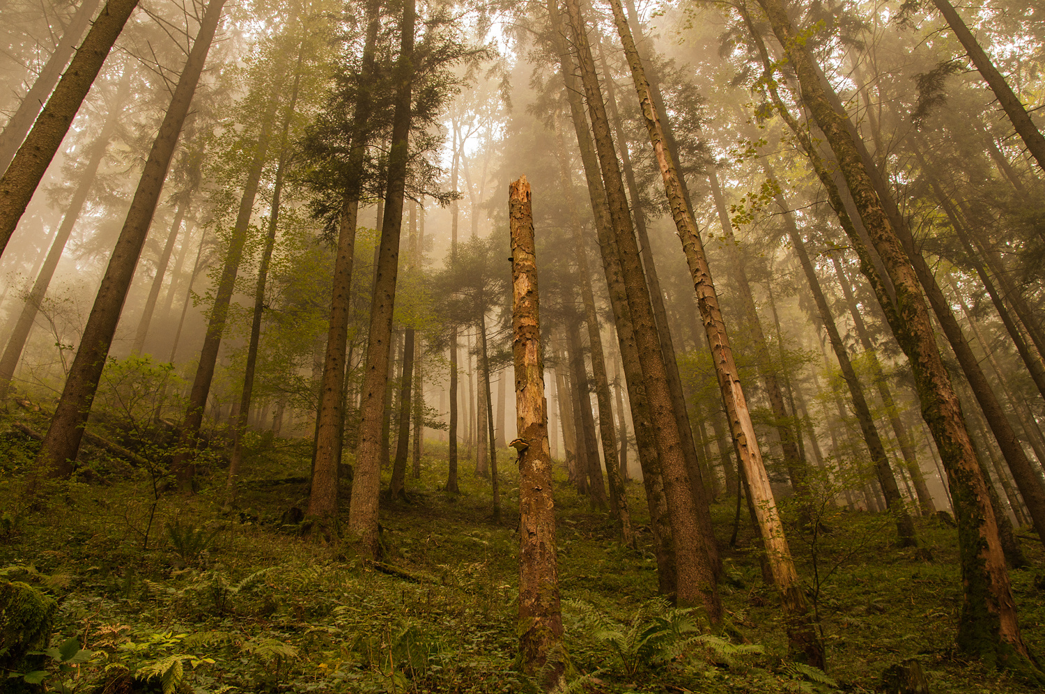 Herbstnebel