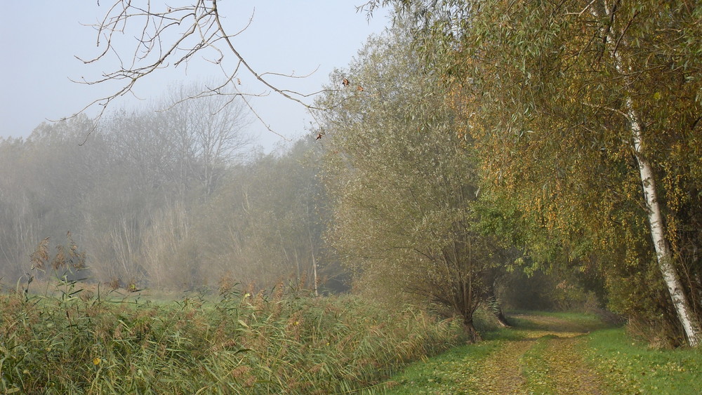 Herbstnebel