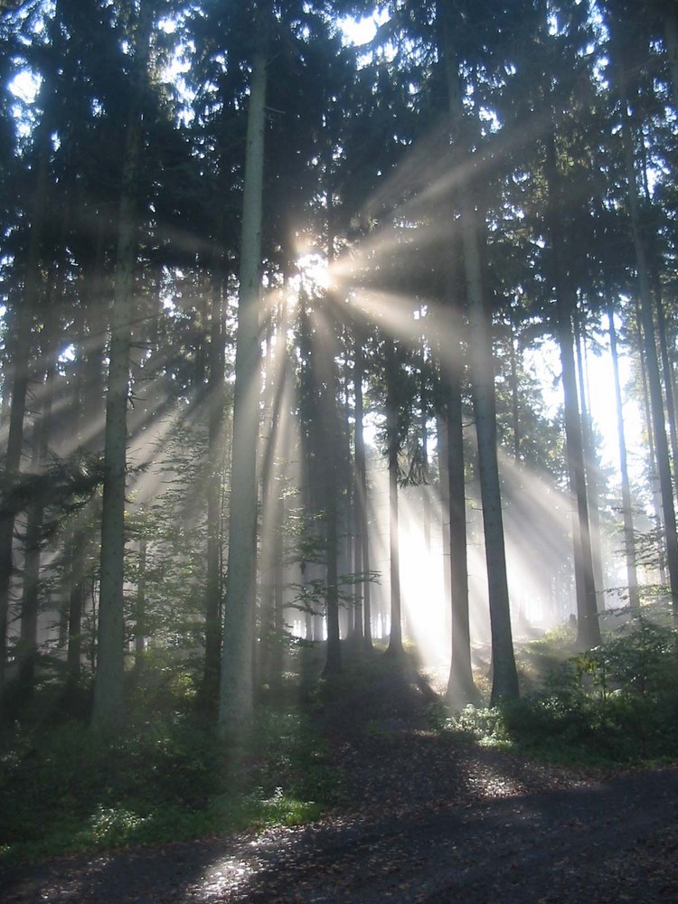 Herbstnebel