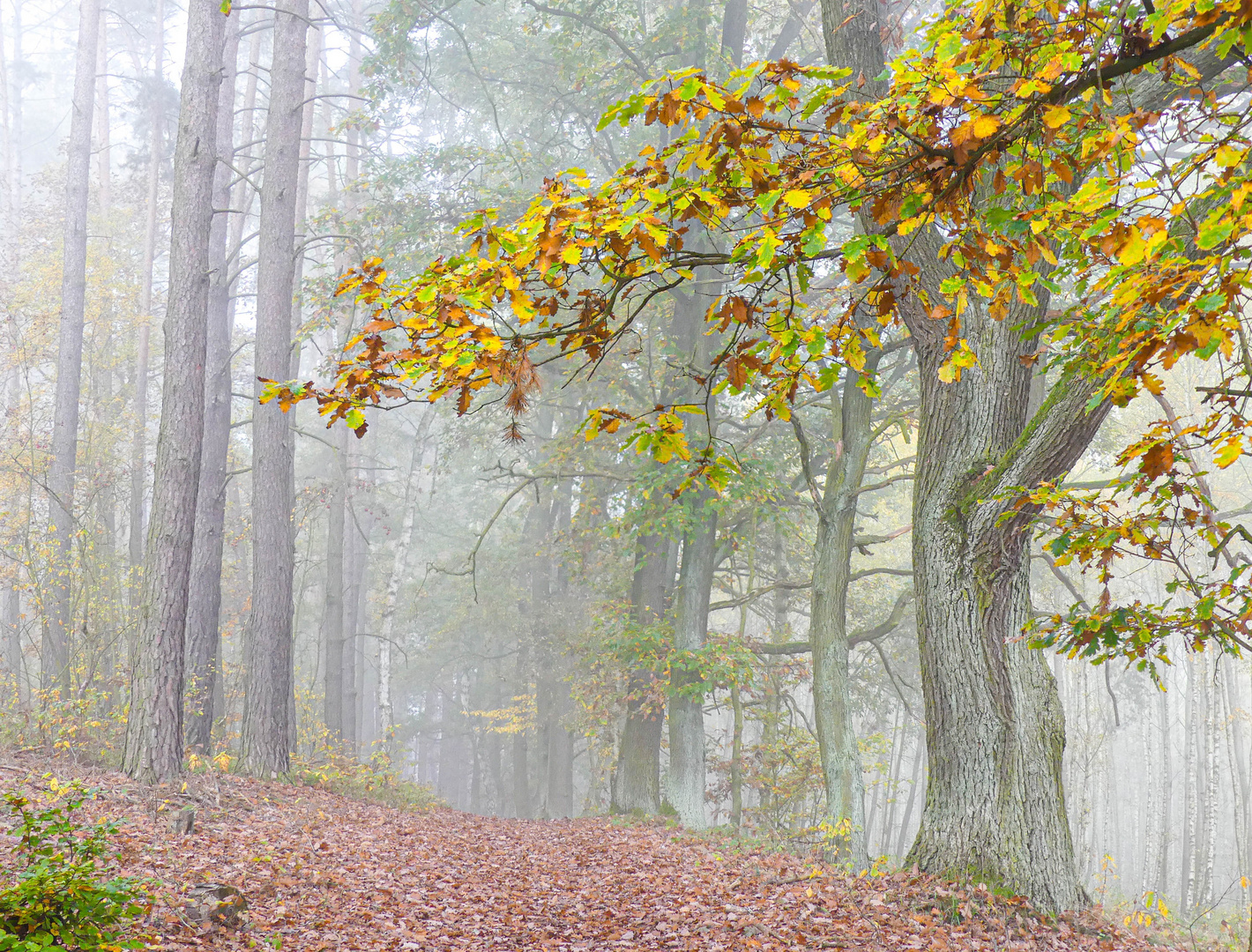 Herbstnebel