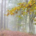 Herbstnebel