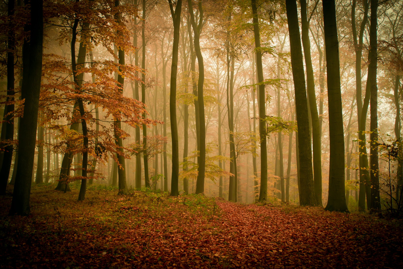 Herbstnebel