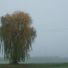 Herbstnebel II