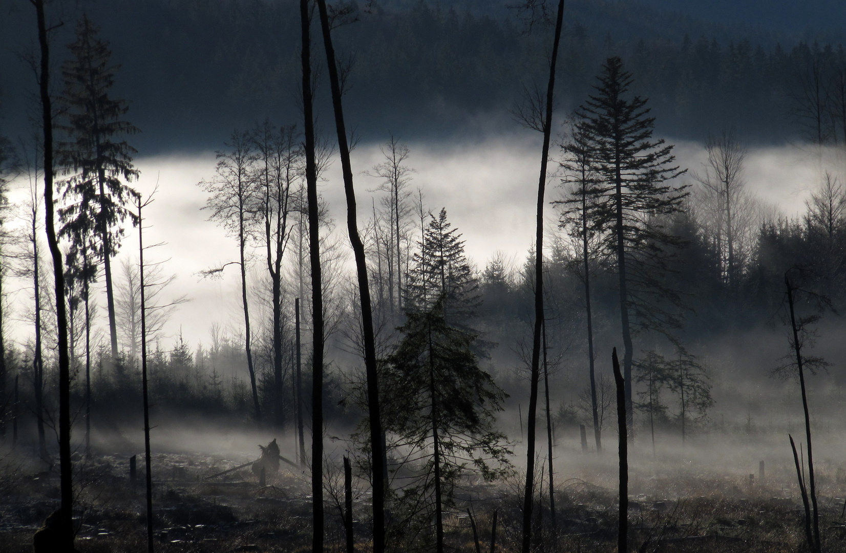 Herbstnebel im Bayerischen Wald