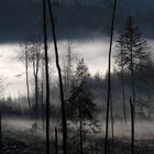 Herbstnebel im Bayerischen Wald