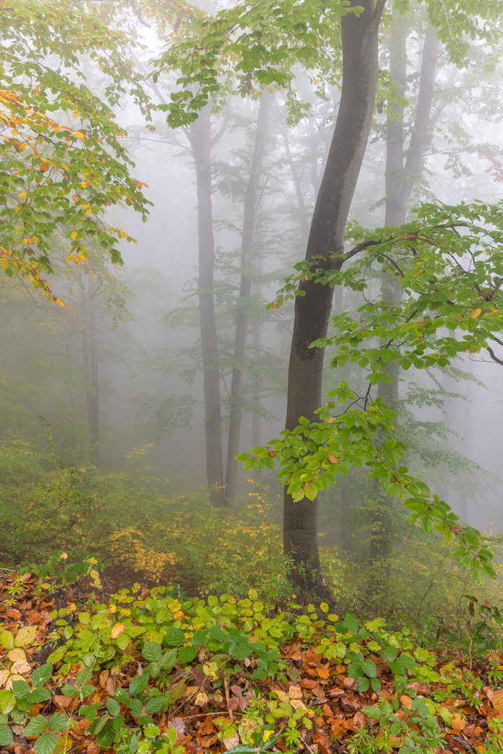 Herbstnebel im Buchen-Wald