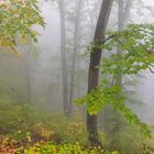 Herbstnebel im Buchen-Wald