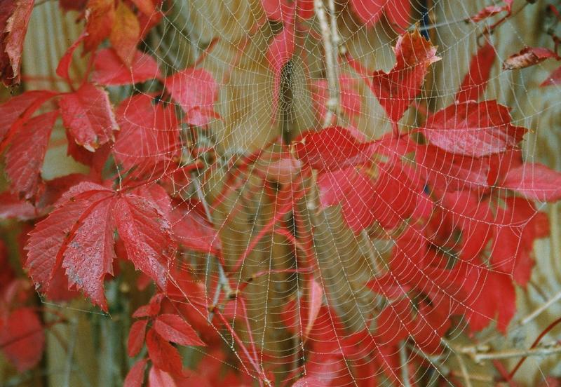 Herbstnebel im Netz