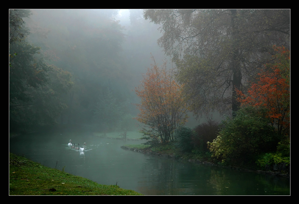 herbstnebel im park