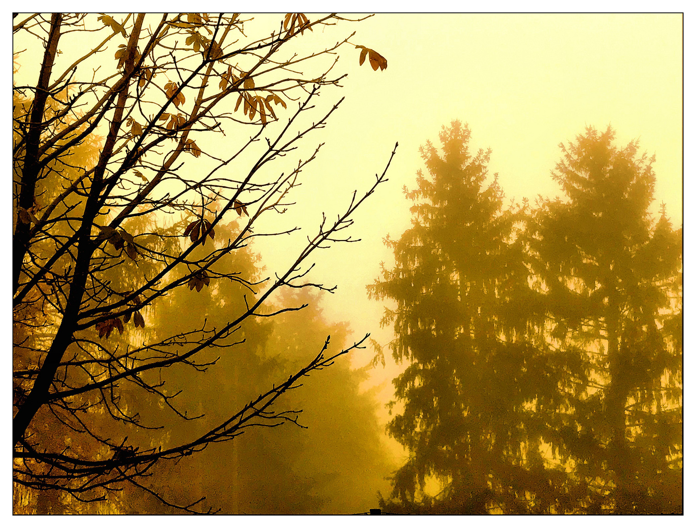 Herbstnebel im Park