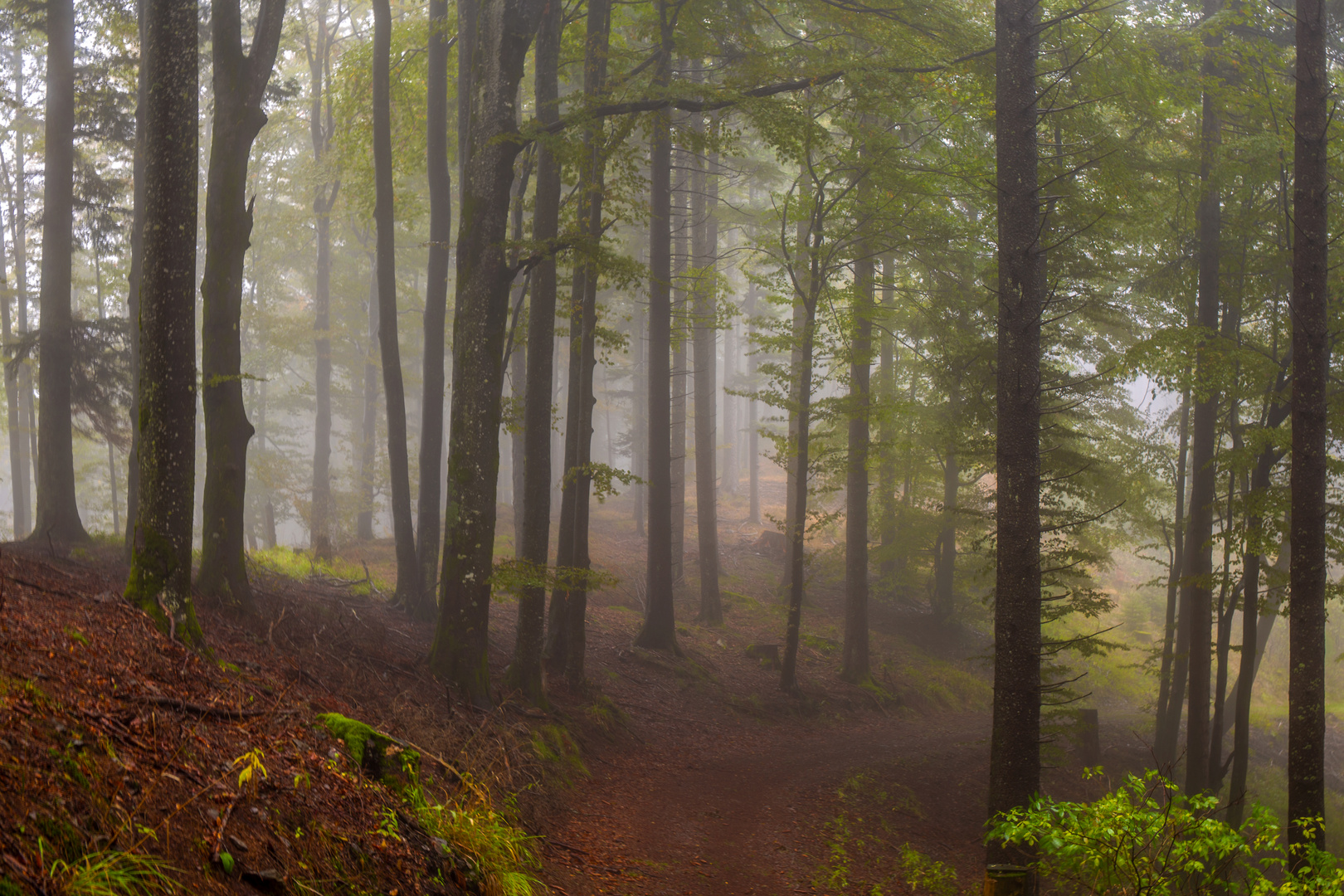 Herbstnebel im Schwarzwald