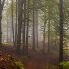 Herbstnebel im Schwarzwald