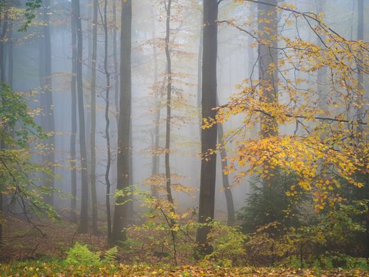 Herbstnebel im Vogelsberg