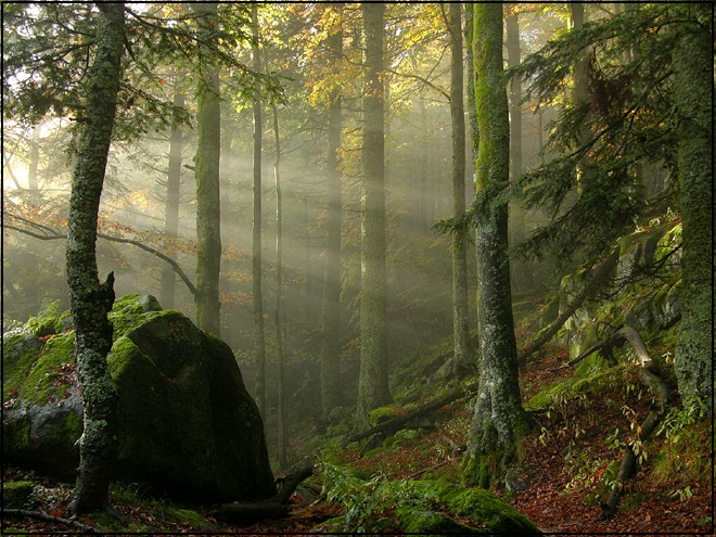 Herbstnebel im Wald