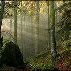 Herbstnebel im Wald