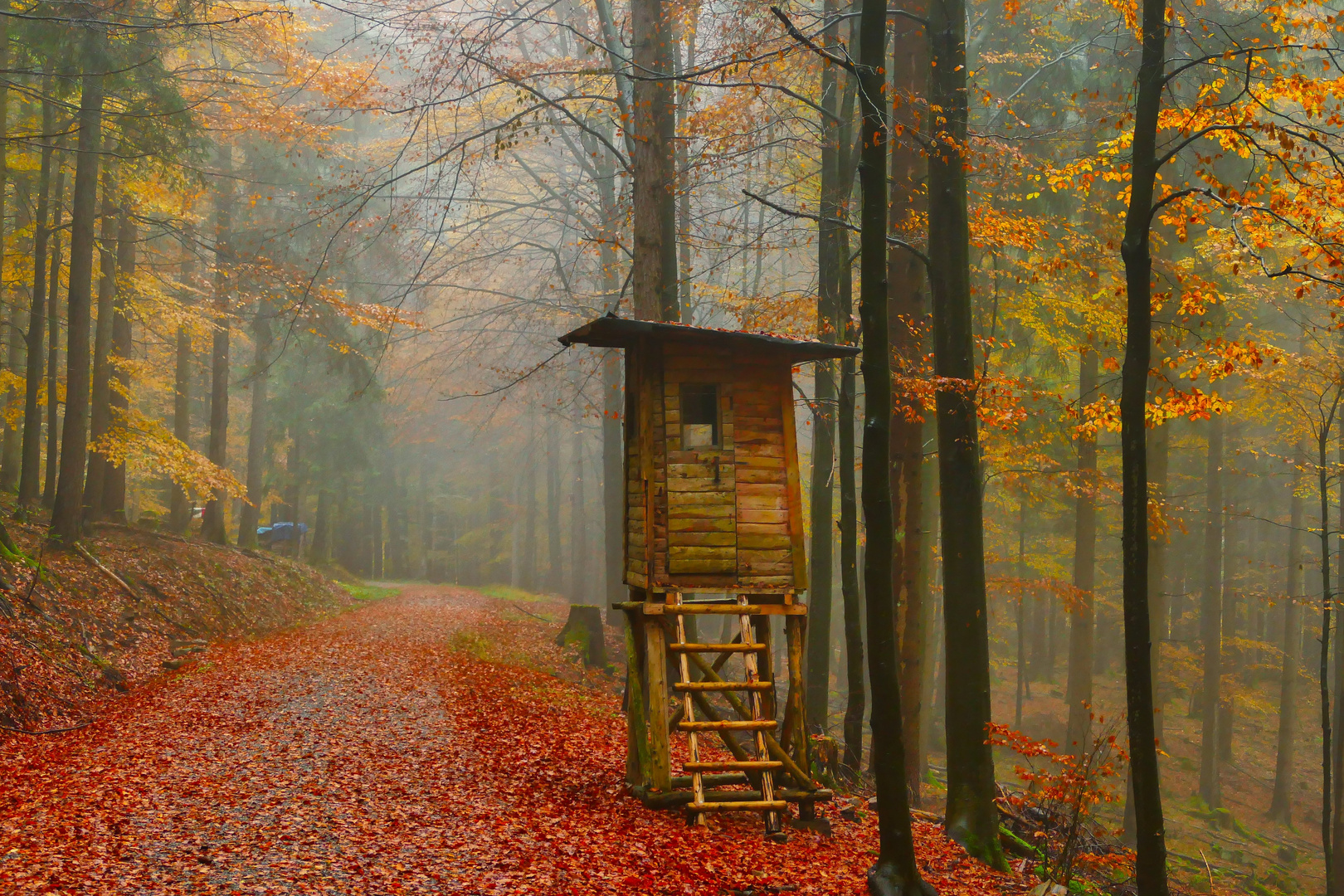 Herbstnebel im Wald