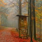 Herbstnebel im Wald