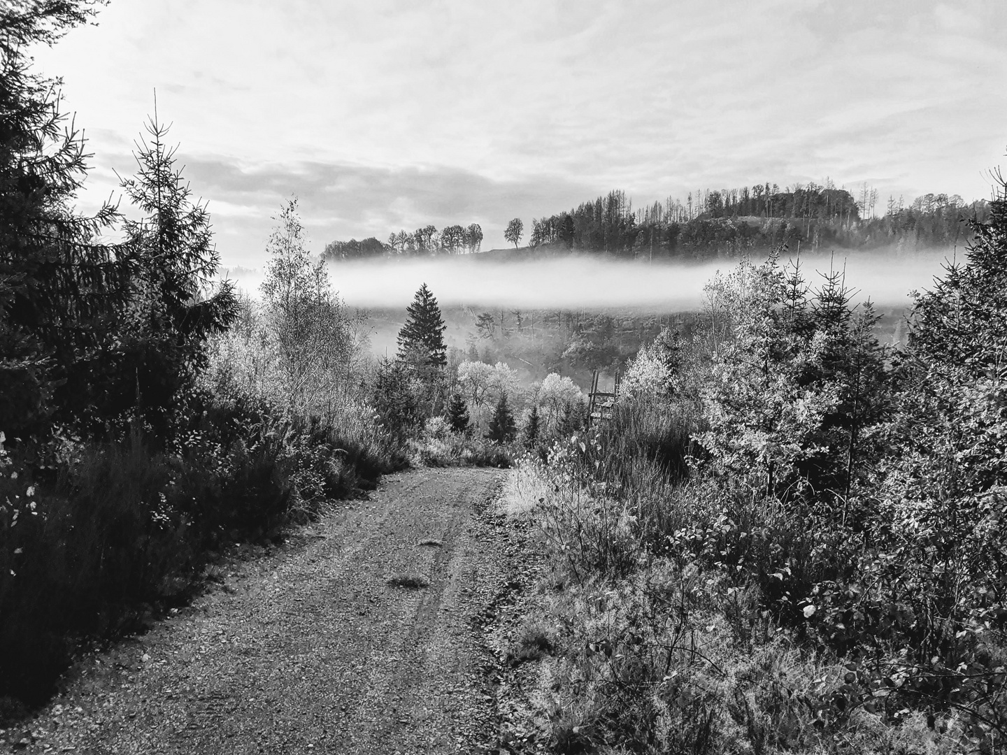 Herbstnebel im Westerwald