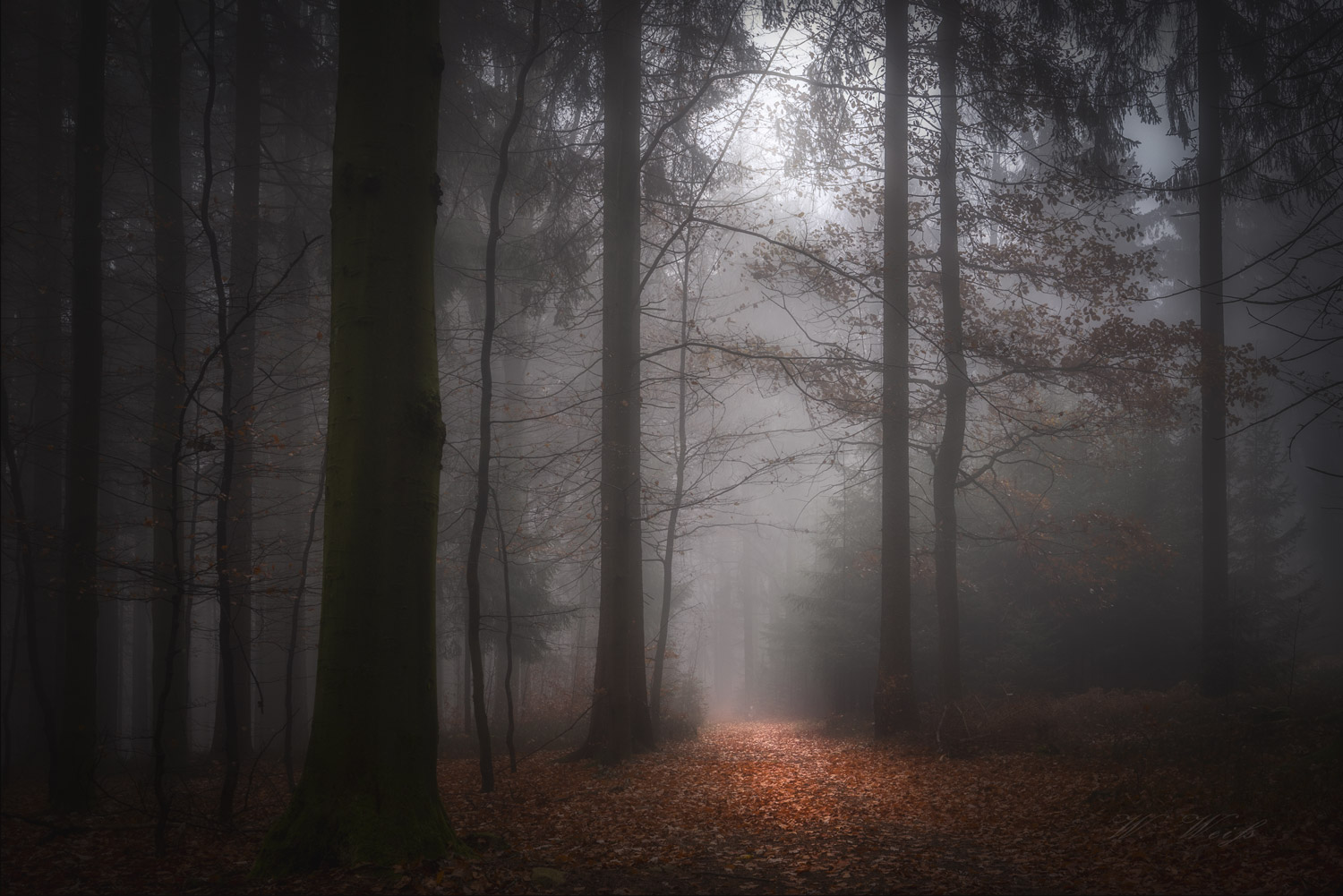 Herbstnebel im Zauberwald