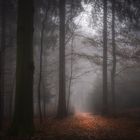 Herbstnebel im Zauberwald