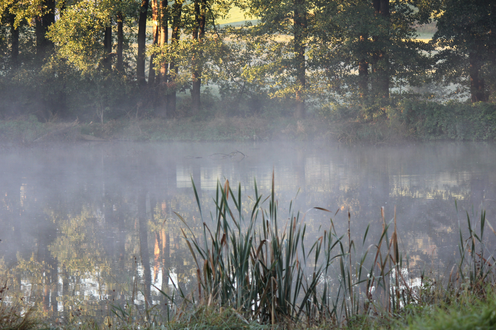 Herbstnebel in Althaidhof