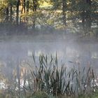 Herbstnebel in Althaidhof