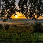 Herbstnebel in den Weinbergen 