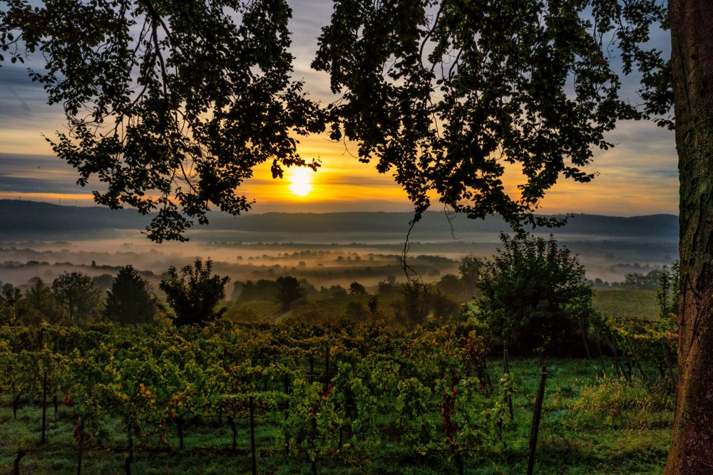 Herbstnebel in den Weinbergen 