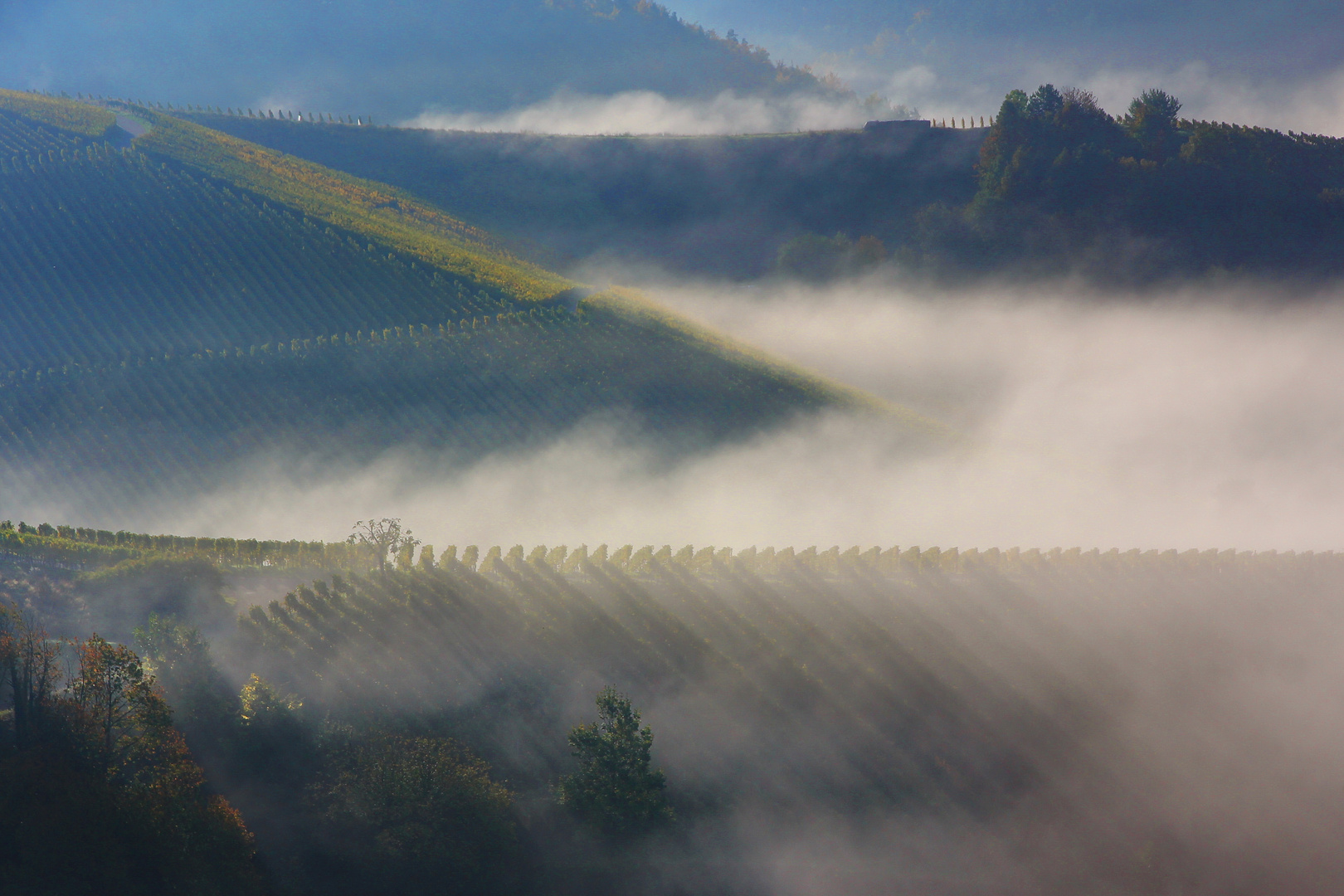 Herbstnebel in den Weinbergen