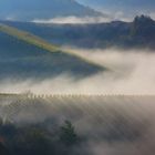 Herbstnebel in den Weinbergen