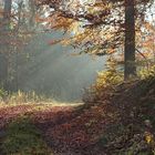 Herbstnebel in Waldhessen