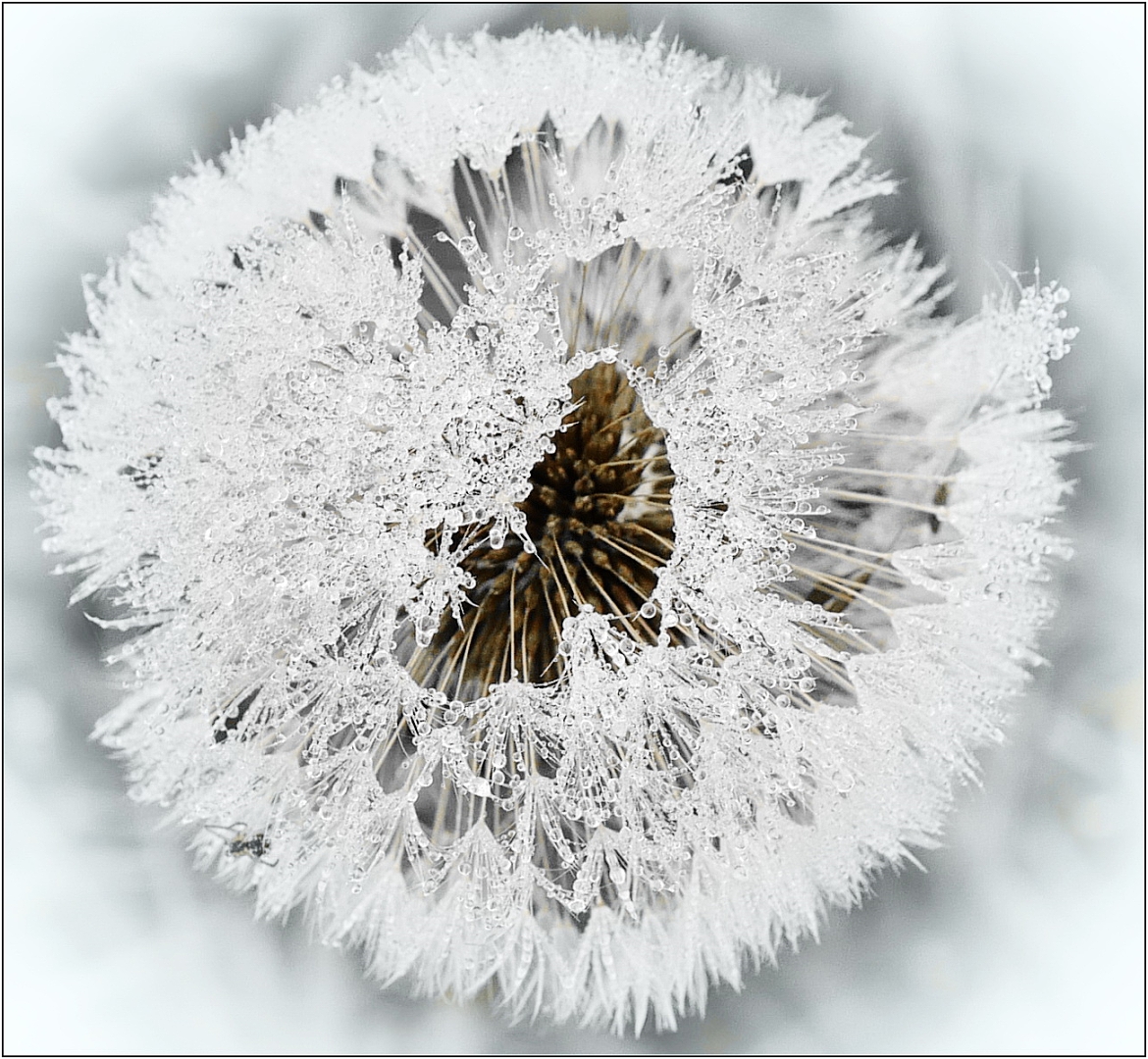 herbstnebelbad der  pusteblume