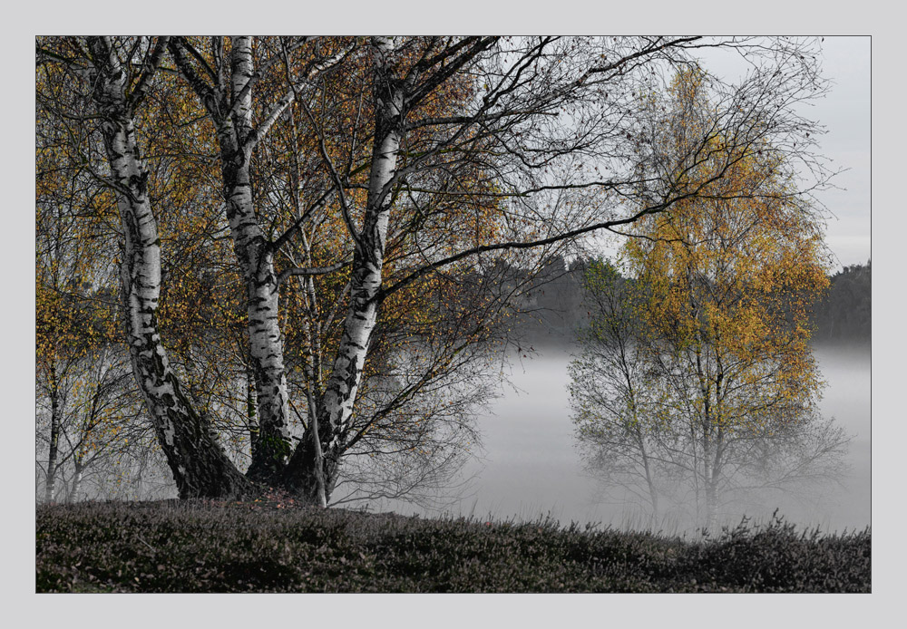 Herbstnebelbirken II