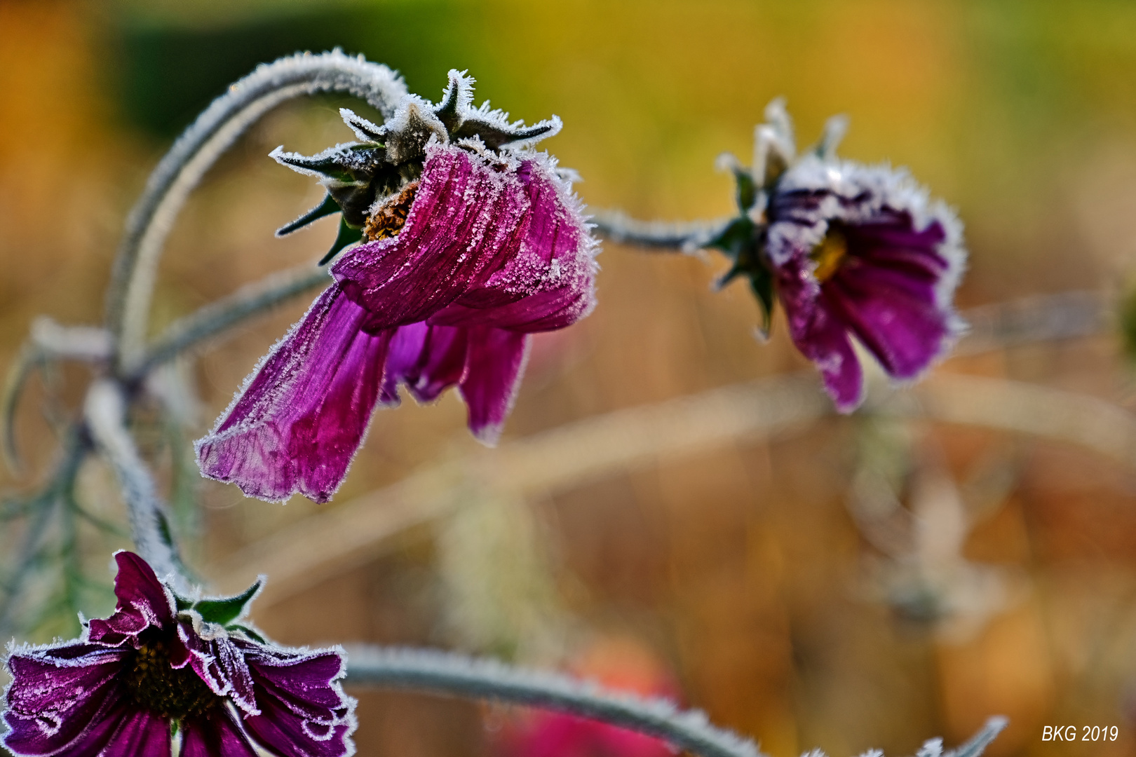 Herbstnebelfrost