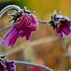 Herbstnebelfrost