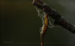Herbstnebelmorgen-Spinnenwebe 6