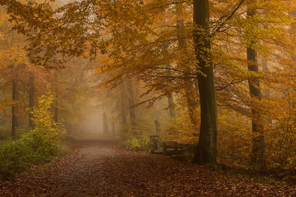 Herbstnebelwald