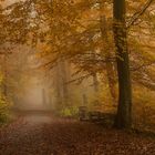 Herbstnebelwald