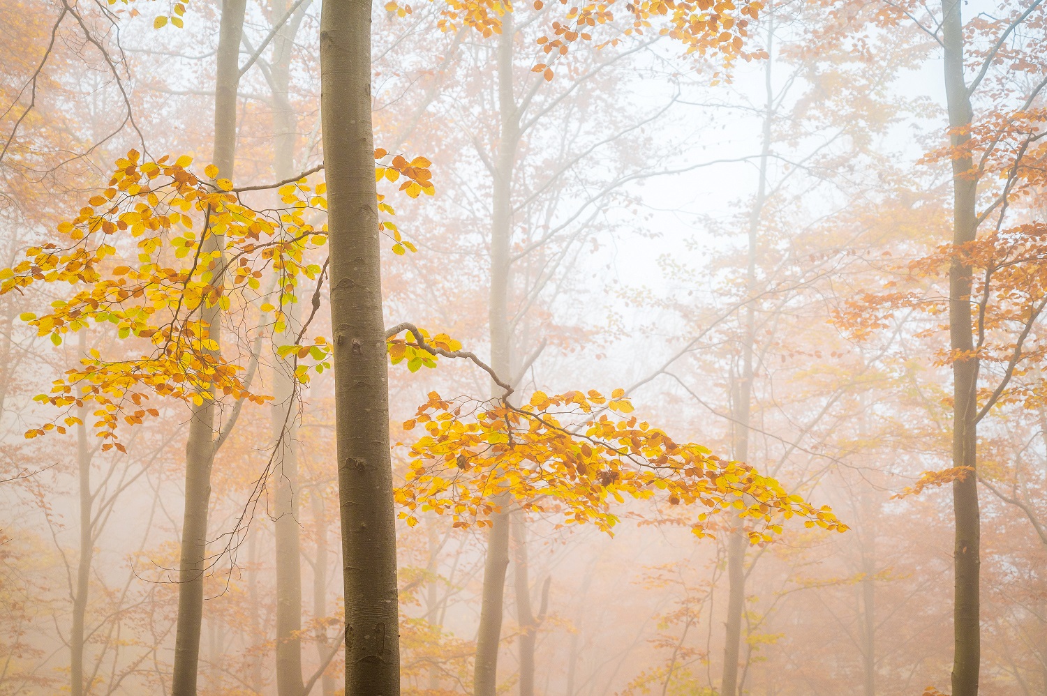 Herbstnebelwald