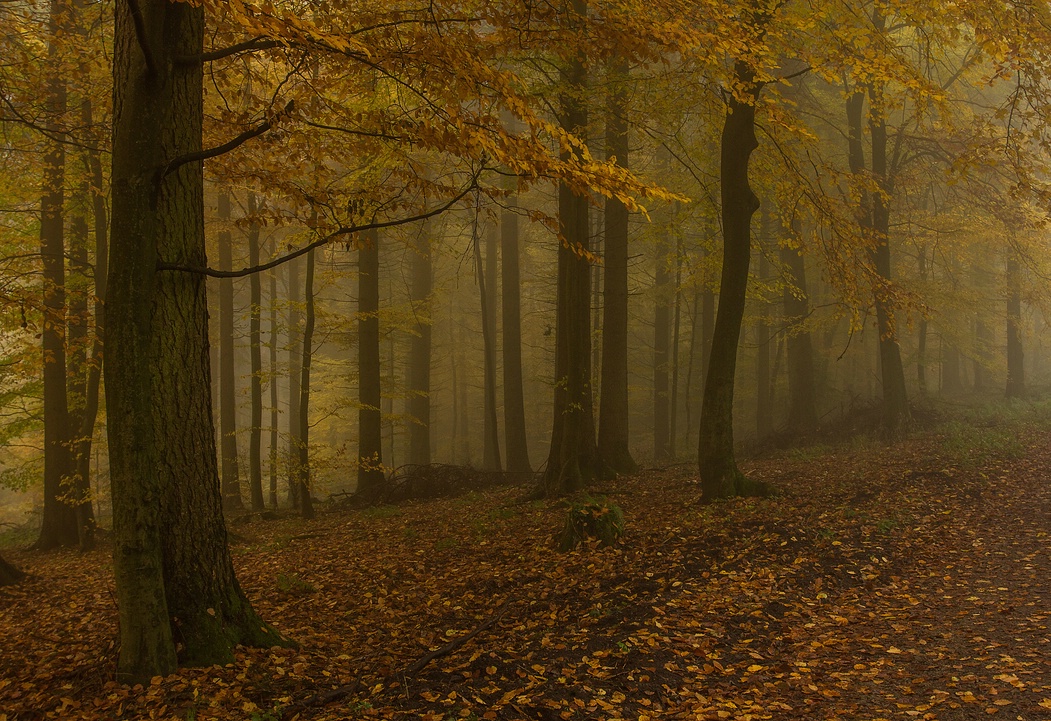 Herbstnebelwald 2