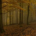 Herbstnebelwald 2