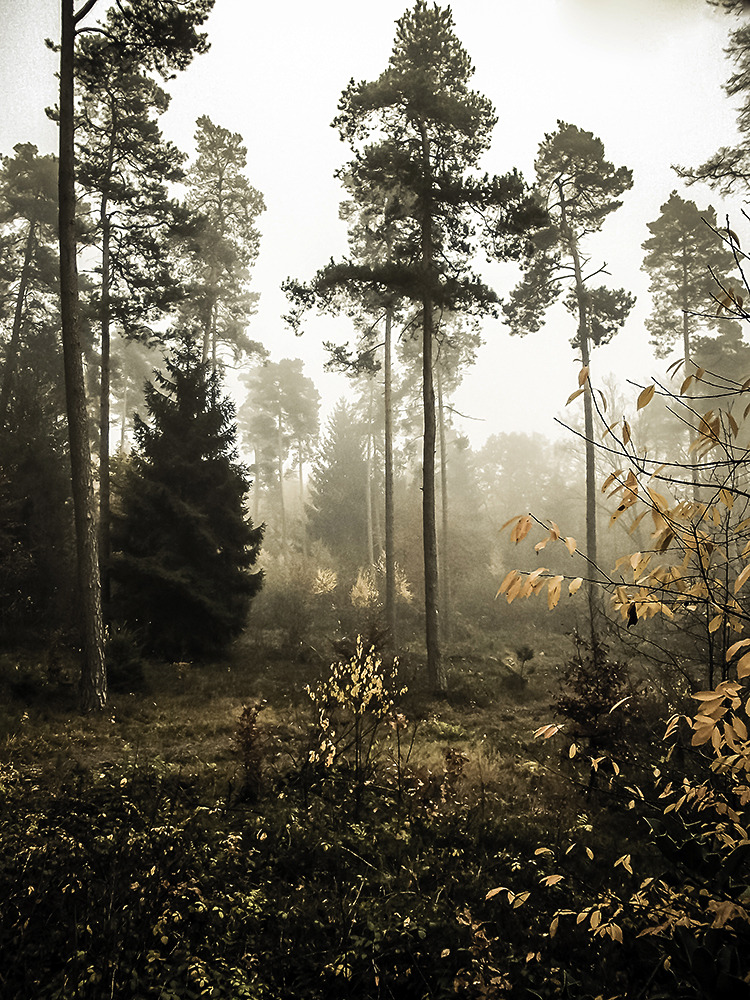 Herbstnebelwald